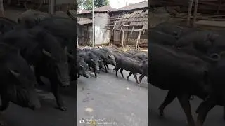 Pig Sukor video shorts  #shortsyoutube #funnyvideos #newyoutubeshorts #trendingshorts #pigeon #sukor