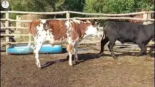 LOTE 34