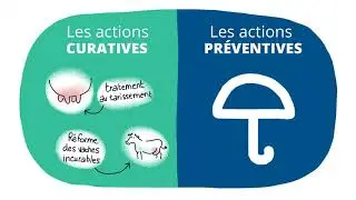 Mammites et cellules, agir vite !
