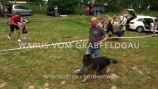 Warus vom Grabfeldgau. Reproduktor i potomstwo. Hodowla Z Karpiowego Stawu