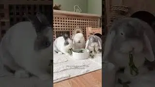 Keeping your rabbits cool during hot weather 🐰☀️ | Bunny Care | House Rabbits