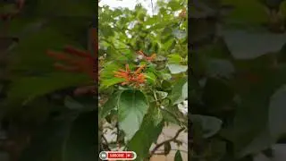 Hamelia Patens Care Tips: Grow This Stunning Plant Like a Pro!