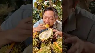 Durian Farm Vietnam, All you can eat. #asmr #mukbang #durianbuffet #durianfarm #durianmukbang