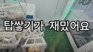 탑만쌓으면 나온다니까요~~