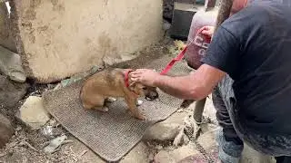 We Rescued A Mother Dog And Her Puppy, Who Was Chained All Her Life - Takis Shelter
