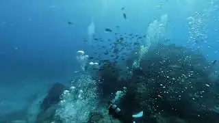 慶良間諸島ダイビングツアー