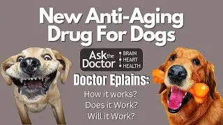 A New Drug That Extends the Life Expectancy of Your Dog | Doctor Breaks Down How It Works!