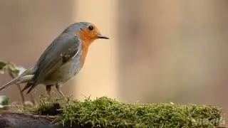 The European robin (Erithacus rubecula), known simply as the robin or robin 4K Video