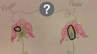 4th Grade Science - Pollination