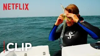 Mission Blue | Clip - Hope Spots [HD] | Netflix