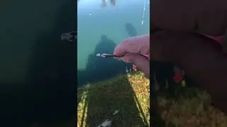 MUST HAVE Fishing Tool! #shorts #fishing #reaction #viral