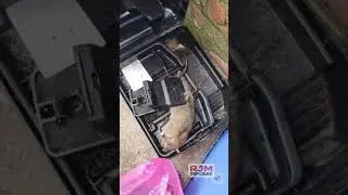 Capturing 2 Rats from Rodent Burrows! 🐀