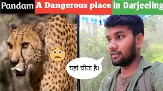 Pandam tea estate Dangerous place in Darjeeling | Here is the cheetah | nomadic hind