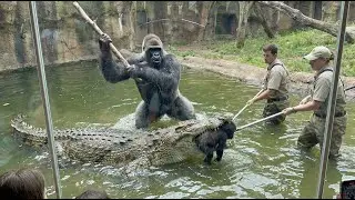 Silverback Gorilla&rsquo;s Brave Move to Save Baby &ndash; Zoo Scene Turns Intense! #gorilla #zoo