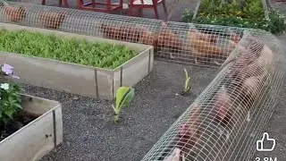 Chicken Ideas Design To make the Chicken exercise and go around in circle January 24, 2026
