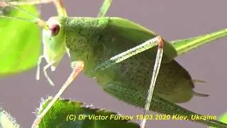 Grasshopper in Grass: Who is Green Grasshopper Sitting on My Finger? Entomology School.