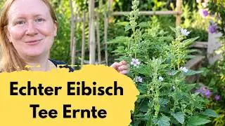 Selbstversorgung: Echter Eibisch (Althaea officinalis) - Tee Ernte #selbstversorgung #kr&auml;utergarten