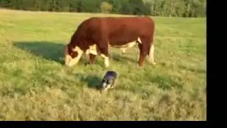 Who's In Charge ~ Bull or Blue at  www.CTRherefords.com