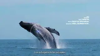 Humanimal Tourism | &iquest;Los animales saben algo que nosotros no?