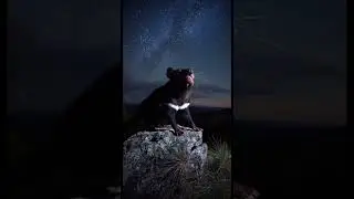 &ldquo;This Animal Sounds Like a Demon 😨 | Tasmanian Devil&rdquo;