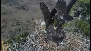 Sauces Channel Island Eagles ~ 3 Eagles & Fish Overboard; Saucy Scores The Fish w/ SLO MO 6.5.18