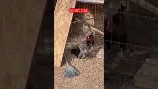 Gallo Kikiriki Giro y Colorado 🔥 #best #ranch #shorts  #miniature #chicken (Ranchito Familia)