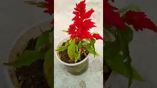 hen flower 🌺🌹🤓📷💞❤️💥🤠🏡  photography #Shorts