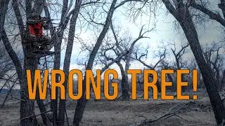 5 Signs Your Tree Stand Location Sucks (And How to Fix It)