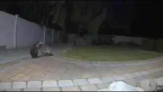 SKUNK VS RACOON.   Skunky pulls his weapon .... Big Rick doesn't fall for the bluff.