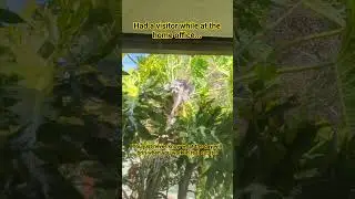 WILD Racoon SCARES ME while I get some work done for clients... #realestate #claremontca #claremont
