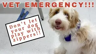 ‼️WARNING⛔️Don't let your puppy play with zippers ⛔️ Emergency Vet Visit ⚠️