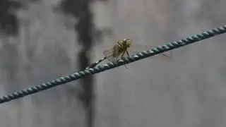 Nikon 1 J5 Video Sample