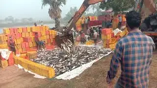 Machhali ka video Andhra Pradesh ka Machhali video