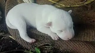 small dogs 🐕