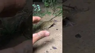 Funny frogs Catching | wep wep catching frogs funny | boing catch fr ...