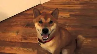 Shiba Bloopers!