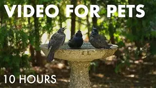 Backyard Birds Enjoying the Birdbath - 10 Hour Video for Pets and People to Watch - Sept 28, 2025