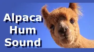 Alpaca Hum Sound  The Sound An Alpaca Makes