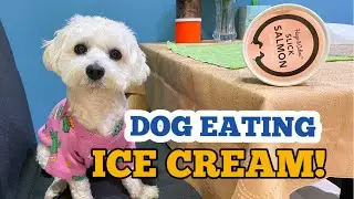 Dog eating Ice Cream | Hugo & Celine in Abu Dhabi
