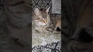 помощь нашим котикам 2204 3206 0285 8377 #стэтхэмозвучка #веселыекоты #cat #видосыоткота #cat #котик