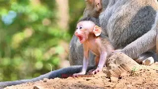 &ldquo;Sweet Baby Baxter Meets the World &ndash; Heart-Touching Monkey Moment 💖&rdquo; | BBC Natural Animals