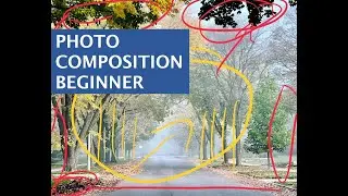 Learn Photo Composition - Tree Lined Street