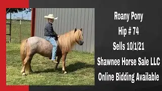 Hip # 74 - Roany Pony (Shawnee Fall Horse Sale, Oct 1-2)