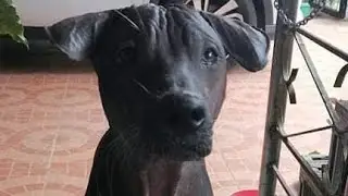Xolo mexican hairles dog our dog n phils.so weird but kind and playful dog@kadadietv.ofw.online