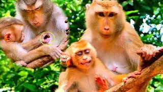 Really Pity Pregnant Monkey Libby cuz she wants to weaning off Baby LEO But Doesn't know how to Do?