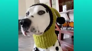 10 Minutes of Adorable Dalmatian Antics 🐾 | Funniest Dog Compilation
