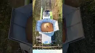 Corn harvest: efficient machines showcase beauty of technology. #machine