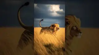 A fierce lion charging through a field🦁#lion #animalsworld                #DreamScreenAI