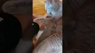 Super Cute Cats &hearts; Best Funny Cat Videos 2021 💗 Cat Videos for Cats to Watch 💗  #72