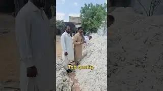 Today cotton price in bahawalpur Punjab 40 kgs price Boli #cotton #price